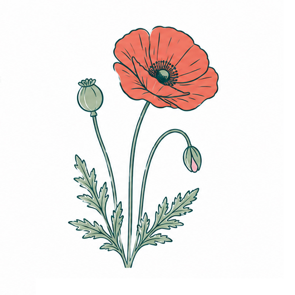 Samentütchen 65 x 95 mm Tomatenfaserpapier - Bild 7