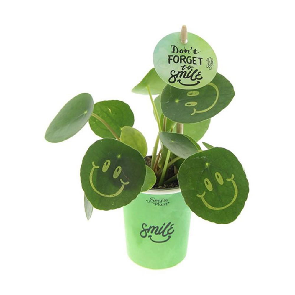 Smileypflanze klein mit Aufdruck