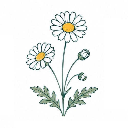Blumen im Topf - Bild 9