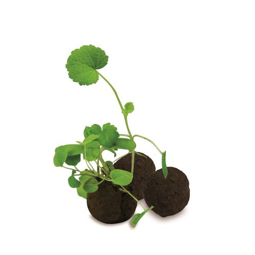 Samenkugeln in einer Schachtel - Image 2